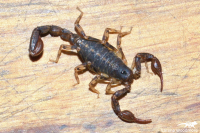 Forest Scorpion