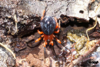 Tasmanian Red-and-black Spider