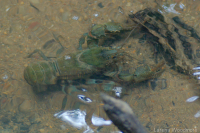 Eastern Freshwater Crayfish