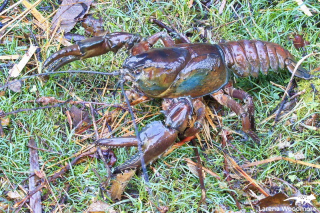Giant Freshwater Crayfish