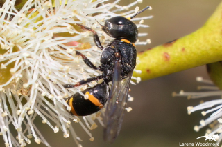 Wasp-mimic Bee