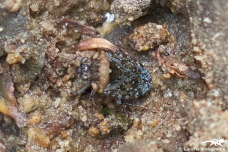 Velvety Shore Bug