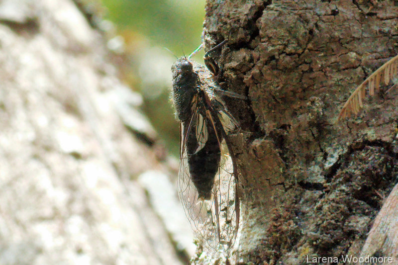 Southern Spotted Cicada