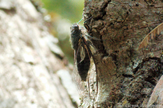 Southern Spotted Cicada
