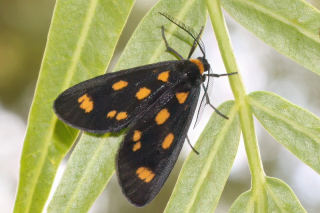 Spotted Lichen Moth