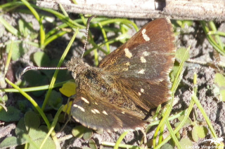 Two-spotted Grass Skipper