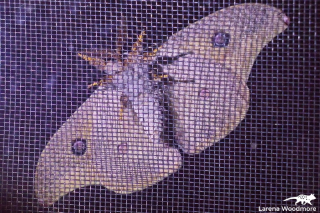 Helena Gum-moth