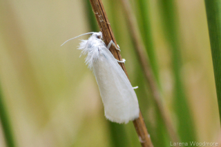 White Rush Moth