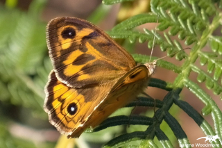 Common Brown Butterfly (F)