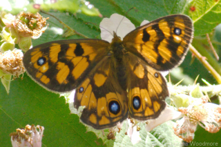 Common Brown Butterfly (M)