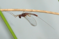 Dragonflies, Damselflies and Mayflies