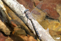 Dragonflies, Damselflies and Mayflies
