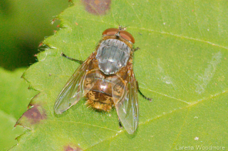 Golden Blowfly