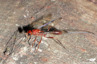 Gasteruption Wasp