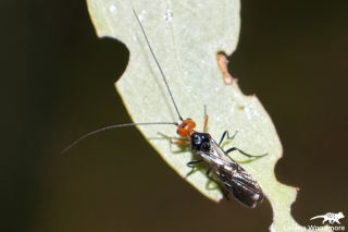White Flank Black Braconid Wasp