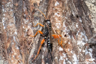 White-spotted Ichneumonid Wasp