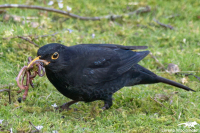 Common Blackbird (M)