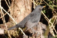 Common Blackbird (F)