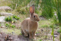 European Rabbit