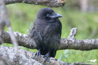 Forest Raven (juvenile)