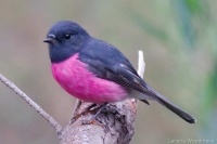 Pink Robin (M)