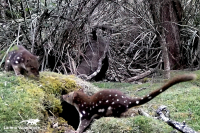 Spotted-tailed Quoll