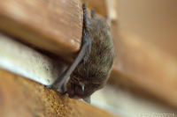 Forest Bat