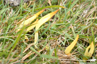 Clavulinopsis amoena