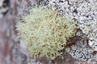 Beard Lichen