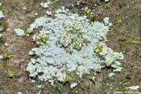 Powdery Lichen