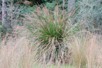 Unidentified Grass #1