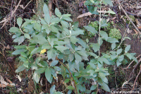 Olearia argophylla