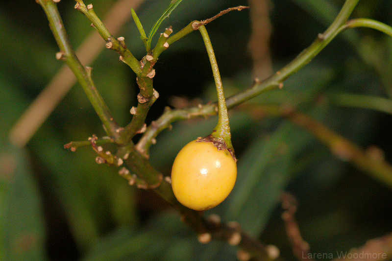 Solanum lanciatum