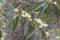 Acacia leprosa
