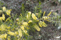 Acacia verticillata