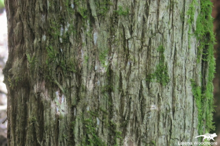 Olearia argophylla