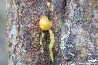 Pittosporum bicolor