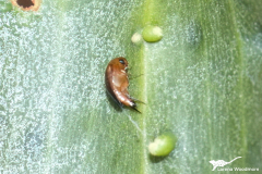 Pintail Beetle