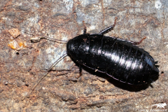 Black Woodland Cockroach