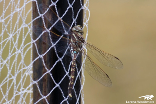 Blue-spotted Hawker