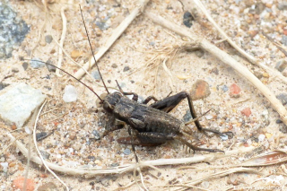 Pygmy Cricket
